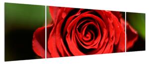 Detailní obraz květu růže (170x50 cm)