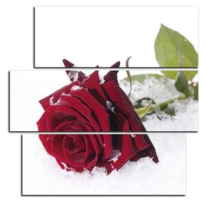 Obraz na plátně - Růže na sněhu - čtverec 3103C (105x105 cm)