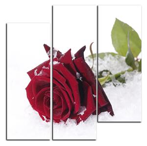 Obraz na plátně - Růže na sněhu - čtverec 3103B (75x75 cm)