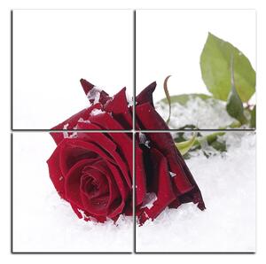 Obraz na plátně - Růže na sněhu - čtverec 3103D (60x60 cm)