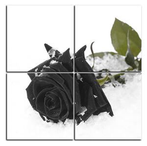 Obraz na plátně - Růže na sněhu - čtverec 3103QD (60x60 cm)