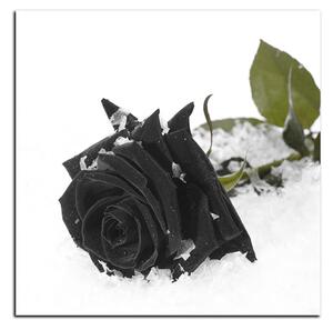 Obraz na plátně - Růže na sněhu - čtverec 3103QA (50x50 cm)