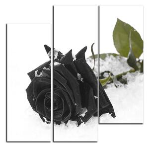 Obraz na plátně - Růže na sněhu - čtverec 3103QB (75x75 cm)