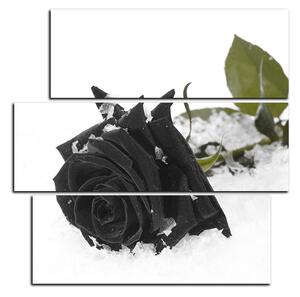 Obraz na plátně - Růže na sněhu - čtverec 3103QC (75x75 cm)