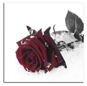 Obraz na plátně - Růže na sněhu - čtverec 3103FA (50x50 cm)