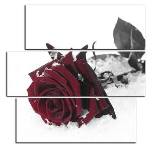 Obraz na plátně - Růže na sněhu - čtverec 3103FC (75x75 cm)