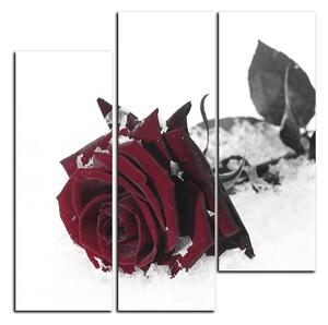 Obraz na plátně - Růže na sněhu - čtverec 3103FB (75x75 cm)