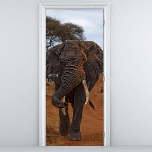 Fototapeta na dveře - Slon (95x205cm)