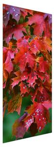 Fototapeta na dveře - podzimní listí (95x205cm)
