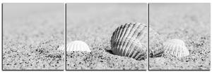 Obraz na plátně - Moře a mušle - panoráma 5126QC (90x30 cm)