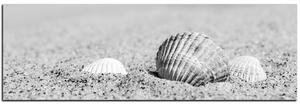Obraz na plátně - Moře a mušle - panoráma 5126QA (105x35 cm)