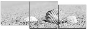 Obraz na plátně - Moře a mušle - panoráma 5126QE (90x30 cm)