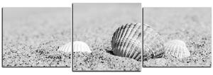 Obraz na plátně - Moře a mušle - panoráma 5126QD (150x50 cm)