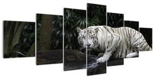 Obraz - Tygr albín (210x100 cm)