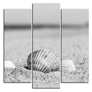 Obraz na plátně - Moře a mušle - čtverec 3126QC (75x75 cm)