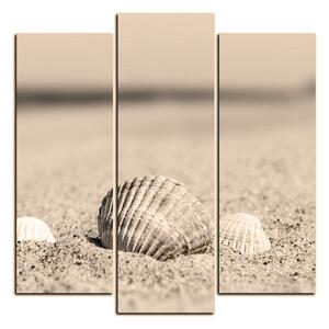 Obraz na plátně - Moře a mušle - čtverec 3126FC (75x75 cm)