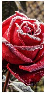 Fototapeta na dveře - Zmrzlá červená růže (95x205cm)