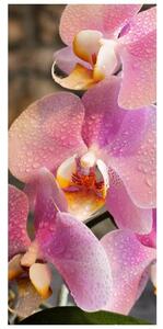 Fototapeta na dveře - orchideje (95x205cm)