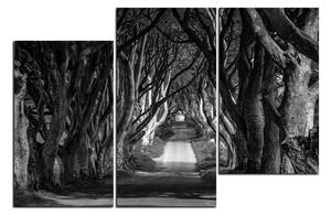 Obraz na plátně - Tmavé ploty v Irsku 1134QD (150x100 cm)