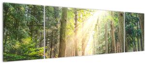 Obraz pěšiny v lese (170x50 cm)