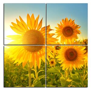 Obraz na plátně - Slunečnice v létě - čtverec 3145E (60x60 cm)