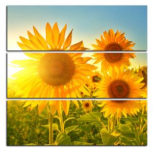 Obraz na plátně - Slunečnice v létě - čtverec 3145D (75x75 cm)