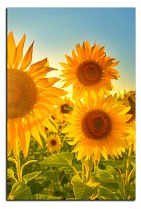 Obraz na plátně - Slunečnice v létě - obdélník 7145A (120x80 cm)
