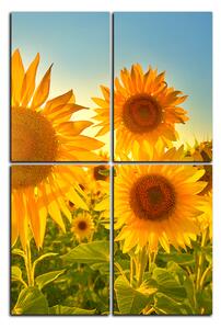 Obraz na plátně - Slunečnice v létě - obdélník 7145D (90x60 cm)