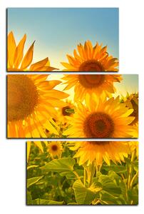 Obraz na plátně - Slunečnice v létě - obdélník 7145C (120x80 cm)