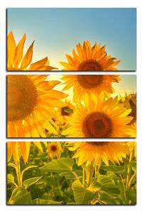 Obraz na plátně - Slunečnice v létě - obdélník 7145B (90x60 cm )