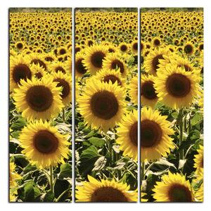 Obraz na plátně - Slunečnice - čtverec 3146B (105x105 cm)