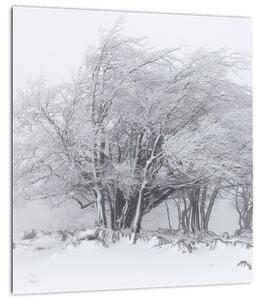 Obraz - Bílá zima (30x30 cm)