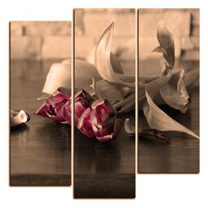 Obraz na plátně - Tři tulipány - čtverec 3144FC (75x75 cm)