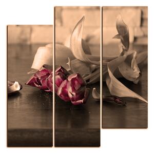 Obraz na plátně - Tři tulipány - čtverec 3144FD (75x75 cm)