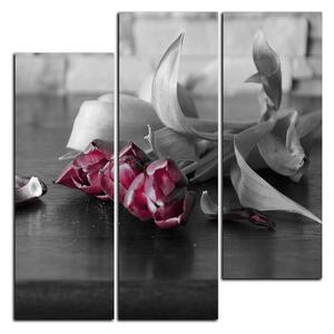 Obraz na plátně - Tři tulipány - čtverec 3144D (75x75 cm)
