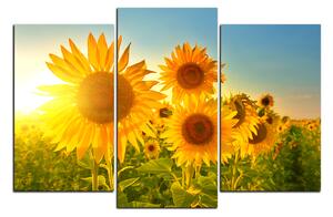 Obraz na plátně - Slunečnice v létě 1145C (150x100 cm)