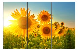 Obraz na plátně - Slunečnice v létě 1145B (90x60 cm )
