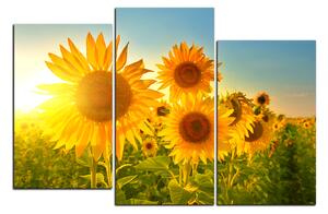 Obraz na plátně - Slunečnice v létě 1145D (90x60 cm)
