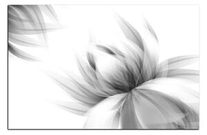 Obraz na plátně - Elegantní květ 1147QA (60x40 cm)