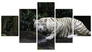 Obraz - Tygr albín (125x70 cm)