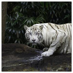 Obraz - Tygr albín (30x30 cm)