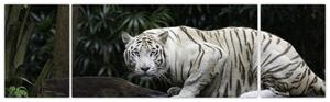 Obraz - Tygr albín (170x50 cm)