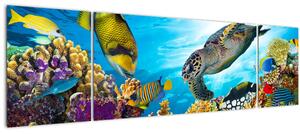 Obraz korálového útesu (170x50 cm)