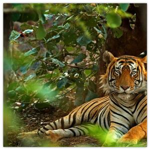 Obraz odpočívajícího tygra (30x30 cm)