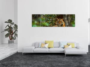 Obraz odpočívajícího tygra (170x50 cm)