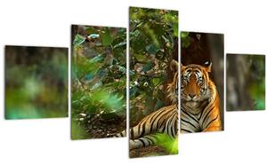 Obraz odpočívajícího tygra (125x70 cm)