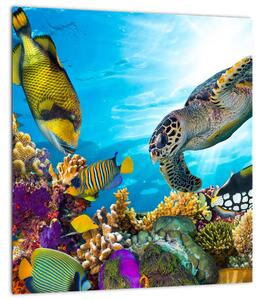 Obraz korálového útesu (30x30 cm)