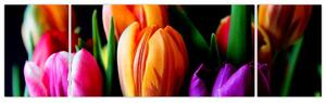 Obraz tulipánů na černém pozadí (170x50 cm)