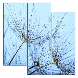 Obraz na plátně - Pampelišková semínka s kapkami vody - čtverec 3202C (75x75 cm)