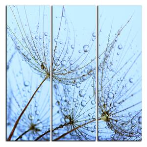 Obraz na plátně - Pampelišková semínka s kapkami vody - čtverec 3202B (75x75 cm)